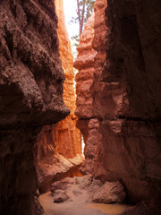 Bryce canyon national park - Utah USA America