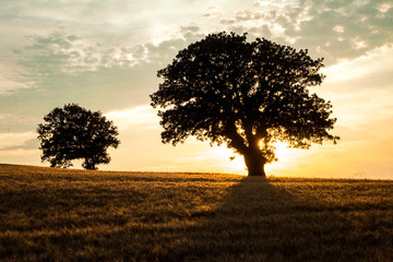 silhouette of trees over a wheat field