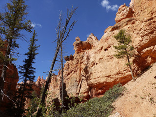 Bryce canyon national park - Utah USA America