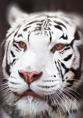Close-up of a white tiger.