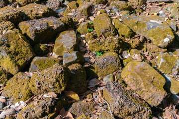 苔に覆われた石