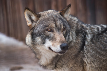 Fototapeta premium Close-up wolf.