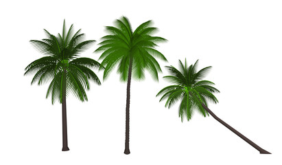 palm tree isolated on white background