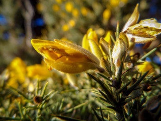 macro yellow flower 
