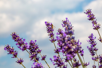Looking up at lavender flowers against the sky