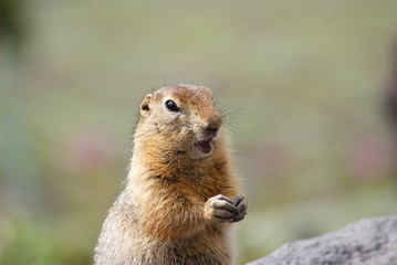 An arctic ground squirrel