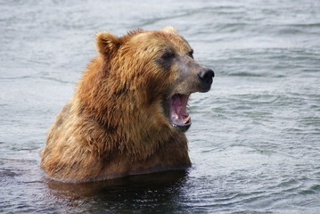Fototapeta premium A yawning bear in the water