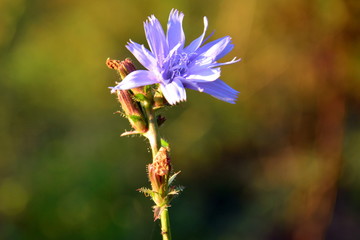 piękny niebieski polny kwiat