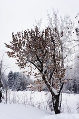 trees in winter