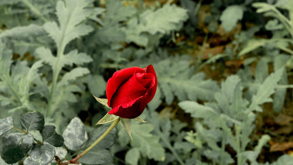 Rose Bud