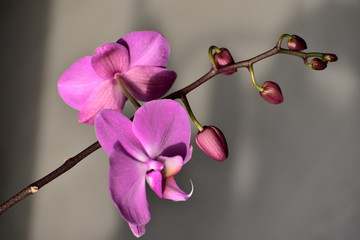 Fototapeta na wymiar Focus on the violet orchid blossom