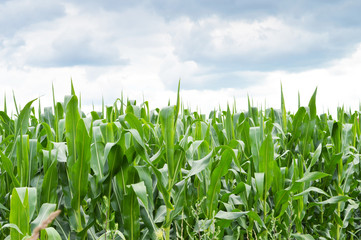 Cornfield in the summer