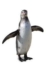 Adolescent humboldt penguin on a white background