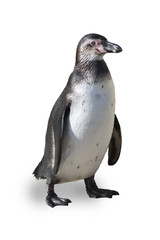 Adolescent humboldt penguin on a white background