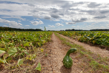gourd in field