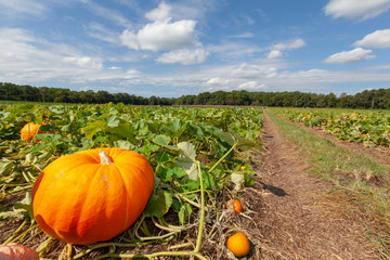 pumpkins in the field