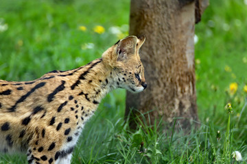 Serval aux aguets