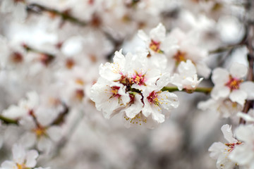 Beautiful almond blossom