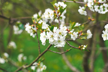 Beautiful apple blossom