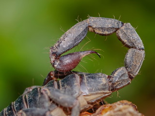 Close-up tail of Giant Forest Scorpion (Heterometrus) with nature blurred background.