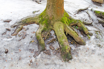 Hand-shaped tree trunk grabs the soil, saves the planet, pollution, ecology, green economy