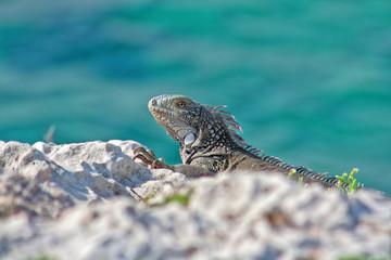 Grüner Inselleguan