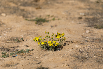 First little bush of yellow chrysanthemum coronarium