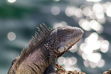 Grüner Inselleguan