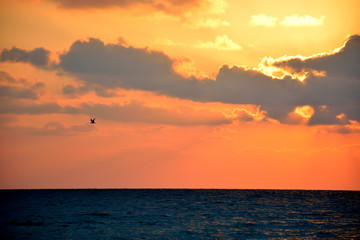 Flight of the bird at sunrise