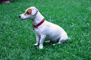 jack russell dog sitting in the green yard