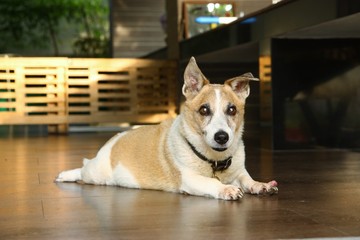 old jack russell dog lie down at home