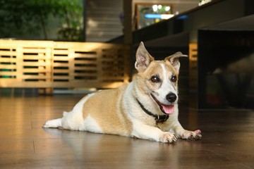 old jack russell dog lie down at home