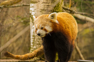 Red Panda at Scottish Highland Wildlife Park