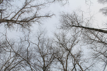 Fototapeta na wymiar Winter trees vertically upwards