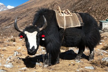 Black yak on the way to Everest base camp - Nepal