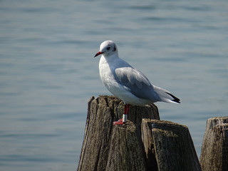 Gabbiano