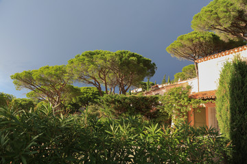 Fototapeta na wymiar Provence Cote d´azur: Mächtige Schirmpinien und der dunkle Himmel kurz vor einem Gewitter in einer Ferienanlage