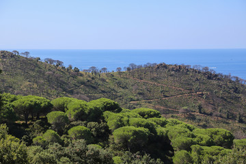 Zerstörte Pinienwald Landschaft nach einem Waldbrand im Naturschutzgebiet bei Saint-Tropez