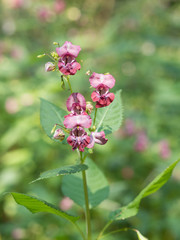 Pink blossom of Impatiens glandulifera flower