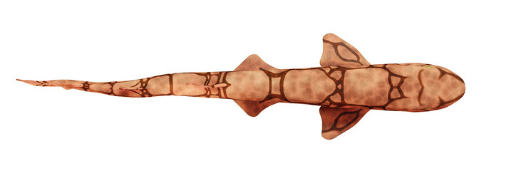 chain catshark (Scyliorhinus retifer) small ground shark species in the Atlantic ocean isolated on white background, top view