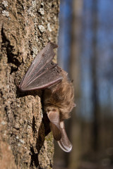 Bat sleeps hanging in a tree