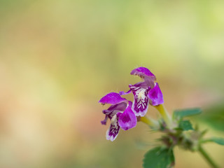 Lamium maculatum ( spotted dead-nettle ) blooming in the summer