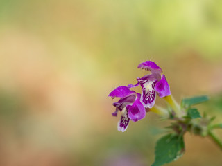Lamium maculatum ( spotted dead-nettle ) blooming in the summer
