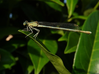 Damigella