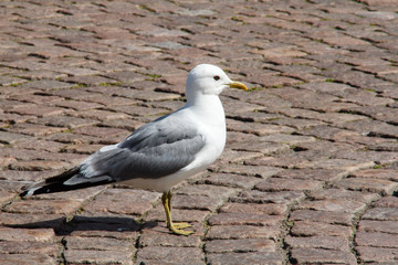 single Gull on the city sidewalk