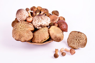 forest mushrooms in wicker plate on white background.