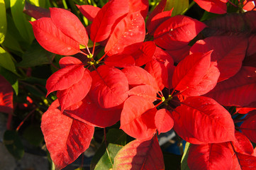 Christmas star poinsettia red plant