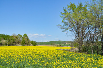 Obraz premium のどかな春の風景