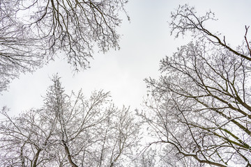 Looking up at the sky through  willows and poplars trees covered by snow during a cold and icy winter 