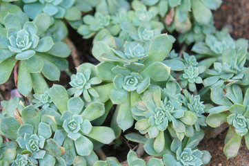 Aeonium haworthii green hens and chicks succulent plant